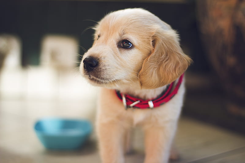 selective focus graphy of short-coated brown puppy facing right side, HD wallpaper