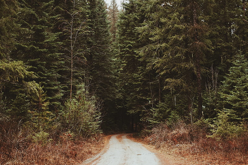 Dirt Road Into The Forest, HD wallpaper