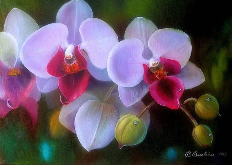 ★Orchid with Dewdrops★, softness beauty, bonito, seasons, sweet, paintings, orchids, flowers, lovely flowers, artworks, lovely, colors, love four seasons, creative pre-made, spring, dewdrops, macro, summer, nature, HD wallpaper