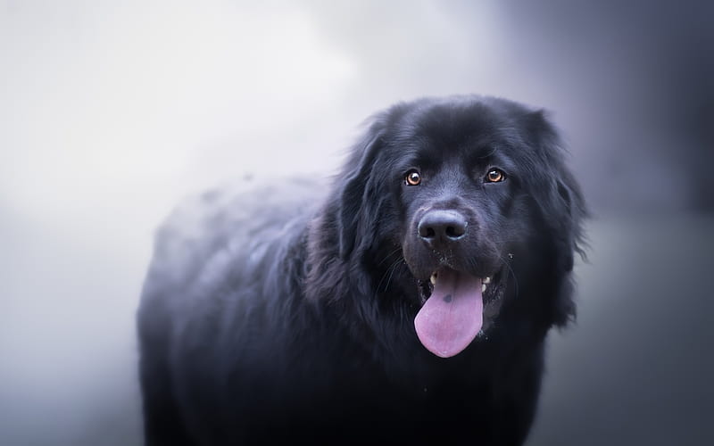 Newfoundland dog, bokeh, pets, cute dog, black newfoundland, dogs, cute animals, Newfoundland, HD wallpaper