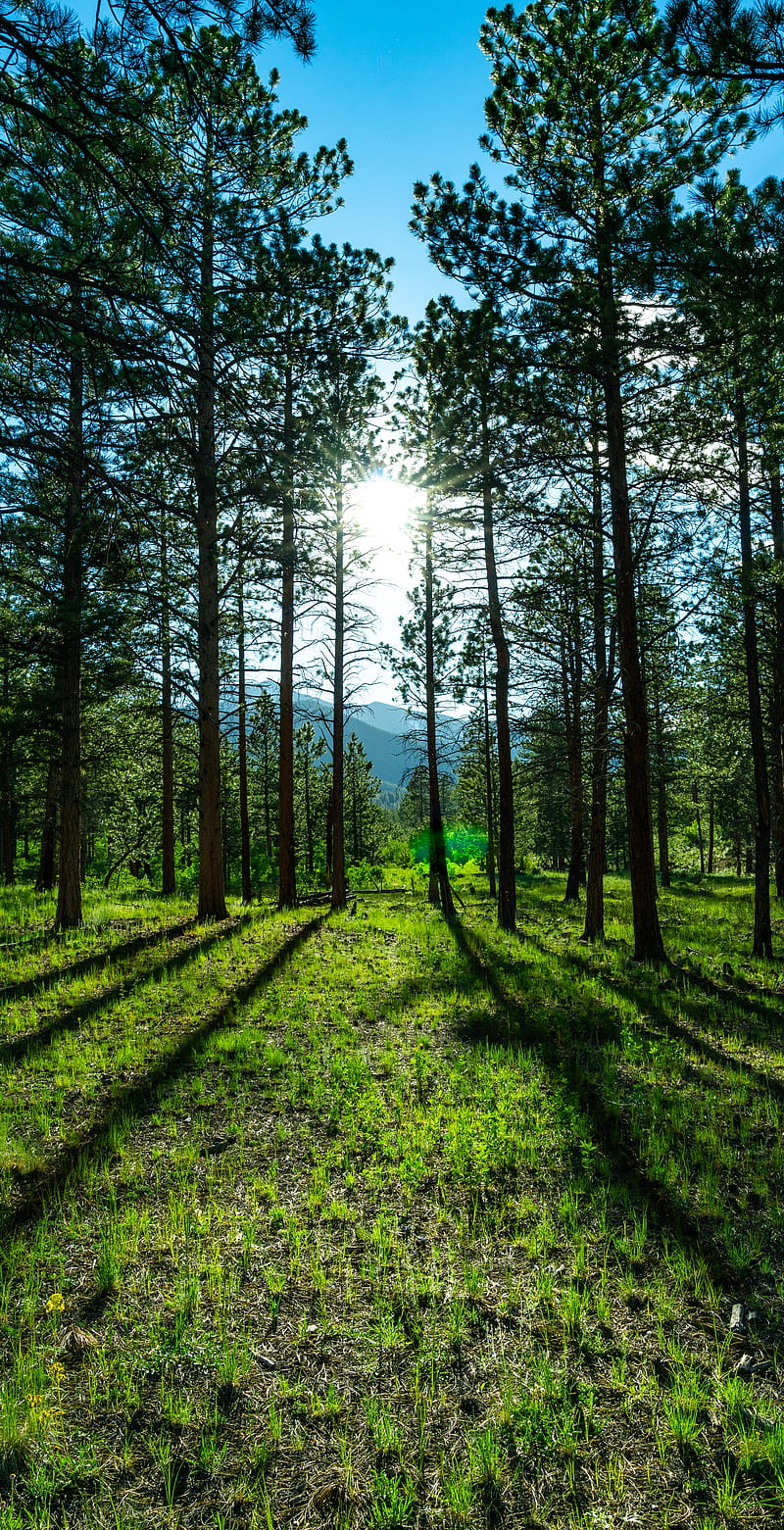 trees, pines, sunlight, mountains, landscape, HD phone wallpaper