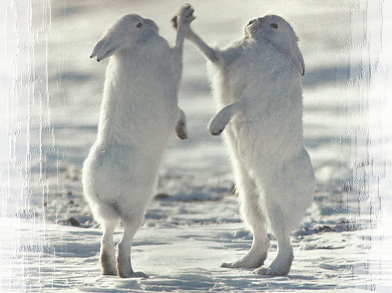 High 5 - Snowshoe Hares 1 rabbit, art wolfe, animal, winter, graphy, snow, wolfe, wildlife, ice, hare, snowshoe, scenery, HD wallpaper
