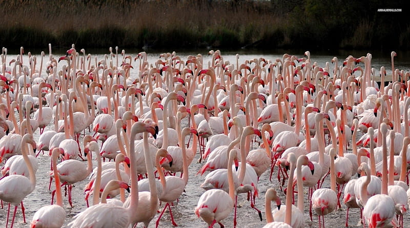 Flamingos, Flamingos often stand on one leg the other tucked beneath the body, Wading bird, Phoenicopterous, Genus, Filter-feed on brine shrimp and blue-green algae, HD wallpaper
