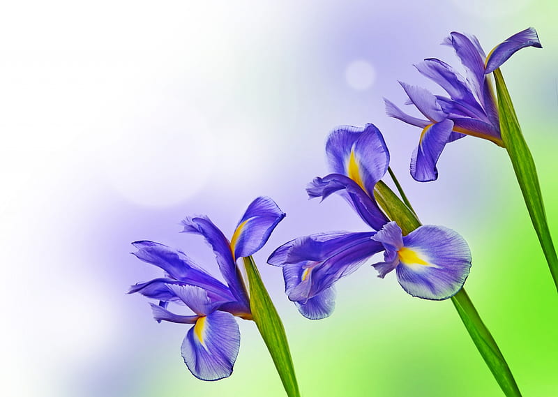 Irises, green, trio, flower, card, iris, blue, HD wallpaper
