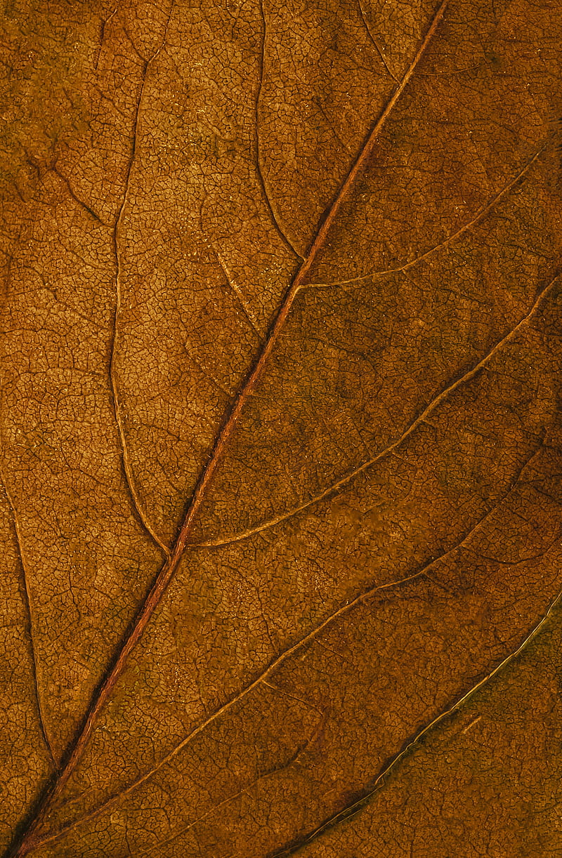 leaf, veins, macro, surface, brown, HD phone wallpaper