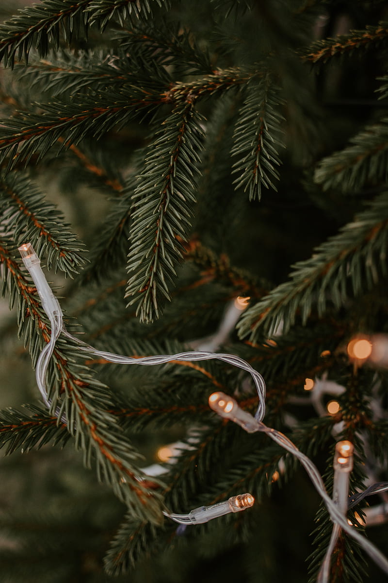 spruce, garland, branches, christmas, new year, holiday, HD phone wallpaper