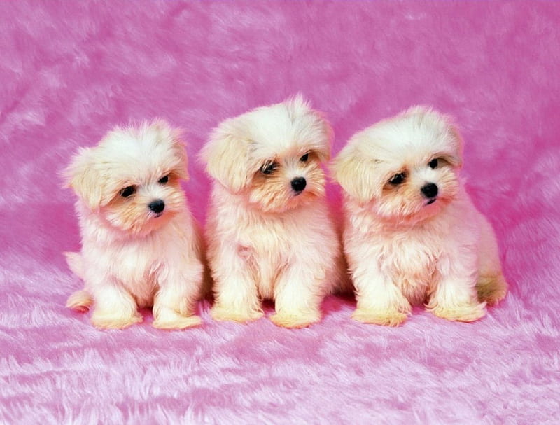 3 cute DOGS, three, kittens, cute, adorable, HD wallpaper | Peakpx