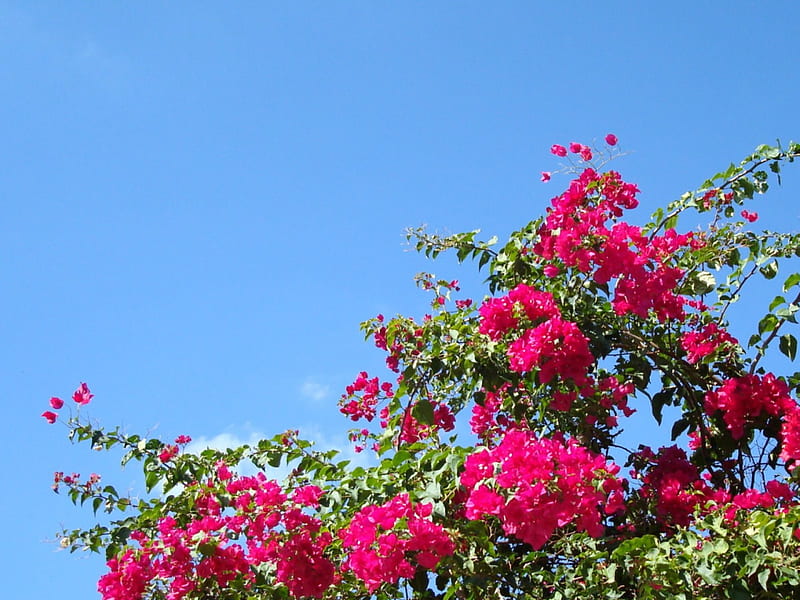 Bougainvillea, flowers, paradise, pink, HD wallpaper