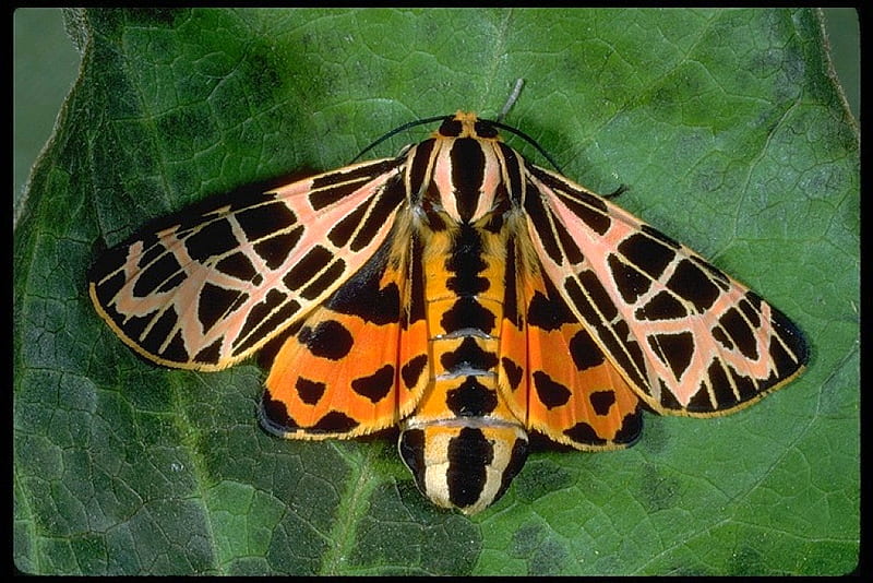 Beautiful Moth, moth, cool, bonito, HD wallpaper | Peakpx