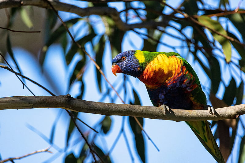 Birds, Rainbow Lorikeet, HD wallpaper