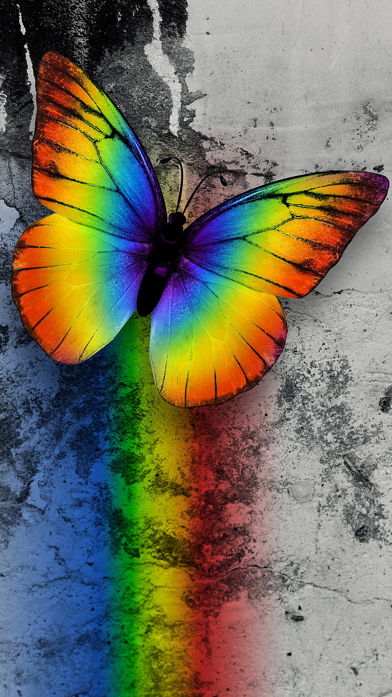Butterfly, abstract, rainbow, HD phone wallpaper