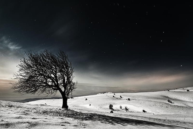 RESISTANCE, tree, snow, wind, dark, sky, night, winter, cold, HD wallpaper