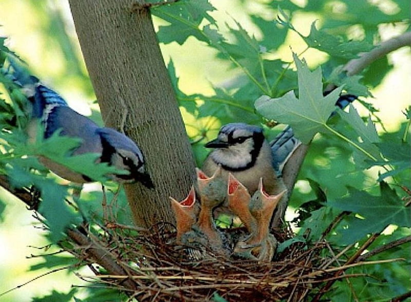 Blue Jay Family, tree, nest, birds, nestlings, blue jay, chicks, HD wallpaper