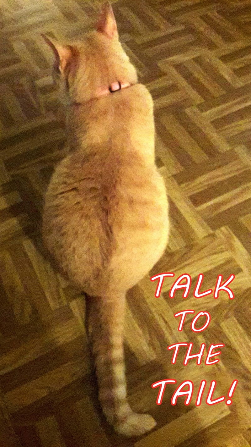 Talk To The Tail Cat, attitude, feline, fun, funny, kitty, meme, sarcasm, sayings, tabby, HD phone wallpaper