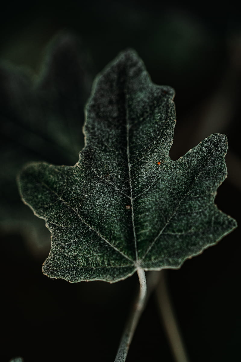 leaf, plant, green, macro, HD phone wallpaper