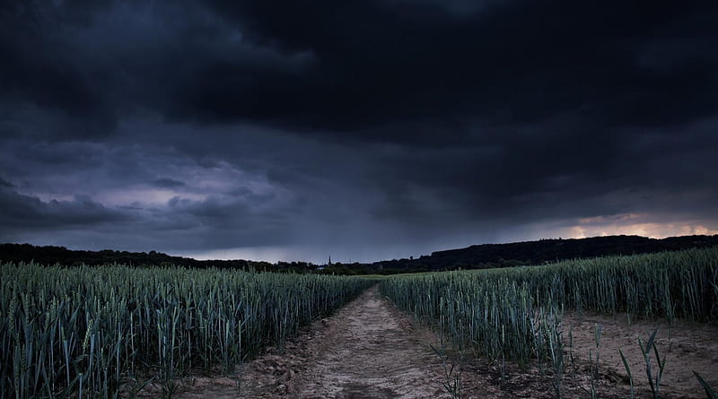 storm arriving over a young wheat field, storm, clouds, field, wheat, HD wallpaper