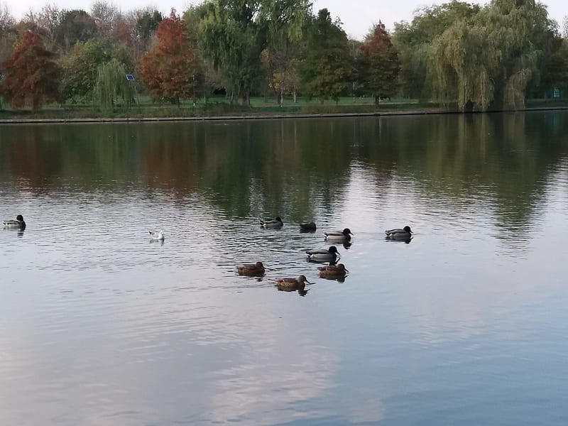 Duck, bucharest, ducks, green, love, nature, park, water, HD wallpaper