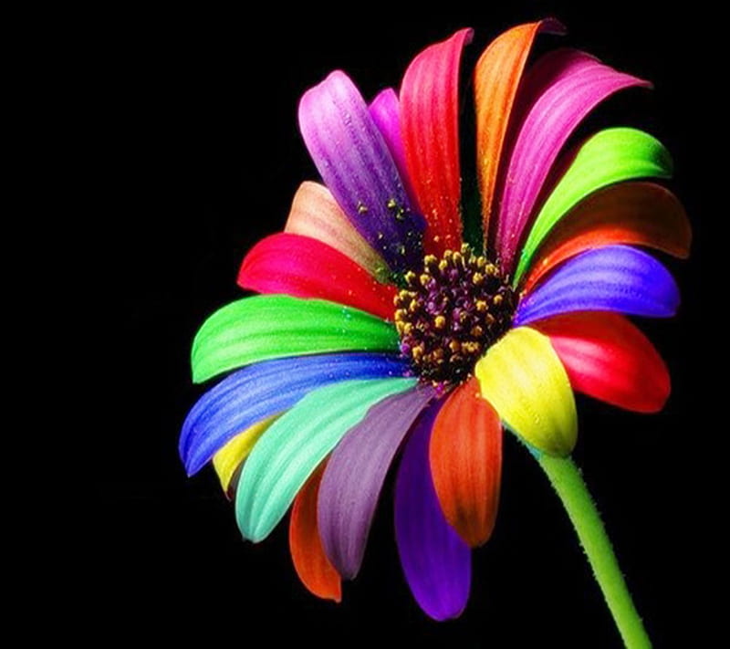 Colourful Flower , colour, colourful, flower, landscape, nature, new, petals, stem, HD wallpaper