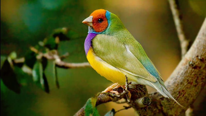 Gouldian Finch, colorful, purple, bird, green, orange, pasari, yellow, HD wallpaper