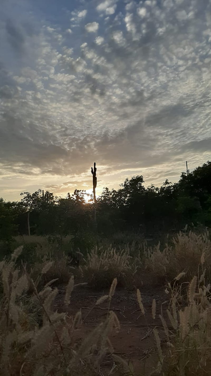 Campo nordestino, brazil, nature, nordeste, HD phone wallpaper Campo nordestino, brazil, nature, nordeste, HD phone wallpaper