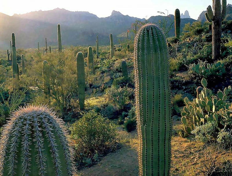 Arizona Trail, desert, mountains, cactus plants, arizona, america, HD wallpaper