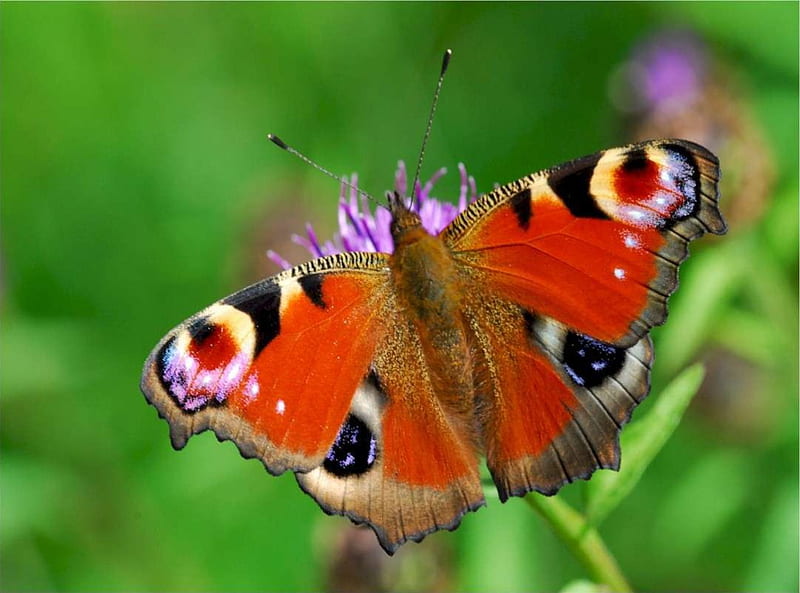 Peacock butterfly, on, shapes, wings, eyes, HD wallpaper
