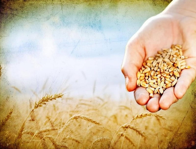 The seeds, seed, earth, sower, wheat, HD wallpaper