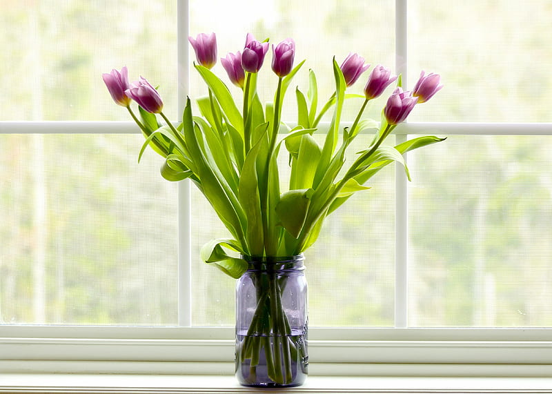 graphy, Still Life, Flower, Tulip, Vase, HD wallpaper