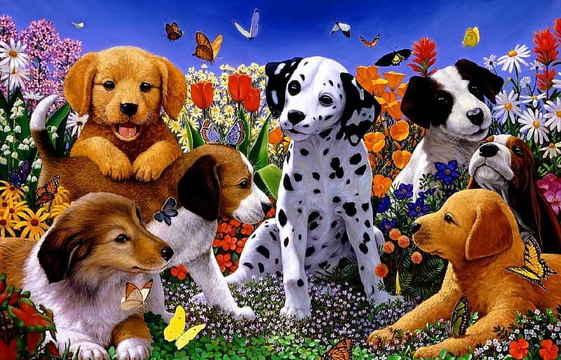 Puppies, cachorro, animal, puppy, dog, HD wallpaper