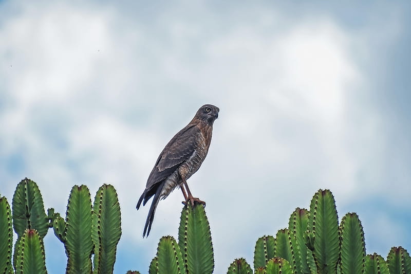 sparrowhawk, bird, cacti, plants, wildlife, HD wallpaper