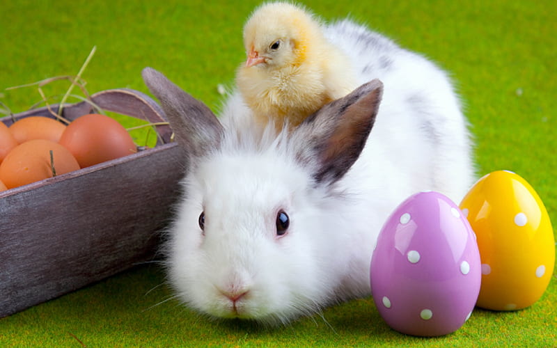 white fluffy rabbit, yellow chicken, Easter, green grass, easter eggs, spring, HD wallpaper