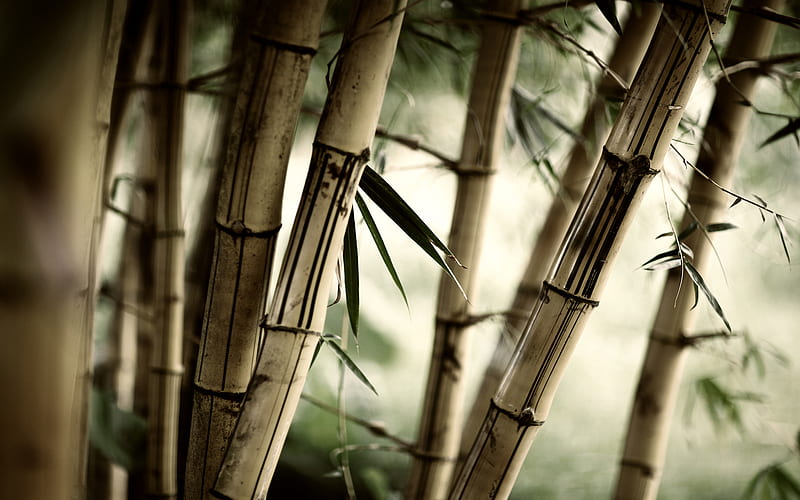 Bamboos, bammboos, silent, green, grass, trees, bamboo, HD wallpaper
