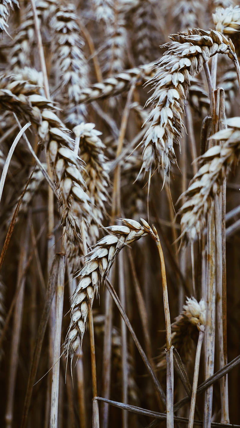 spikelets, wheat, dry, grain, cereals, HD phone wallpaper