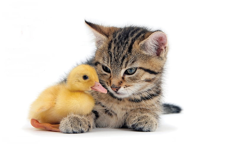 HD cats and ducklings wallpapers