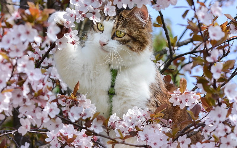 Kitten, sakura, tree, blossom, spring, cat, animal, cherry, pisica, HD wallpaper