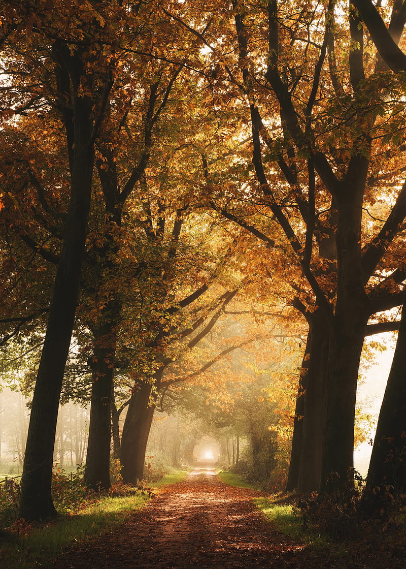 path, trees, fog, autumn, alley, HD phone wallpaper
