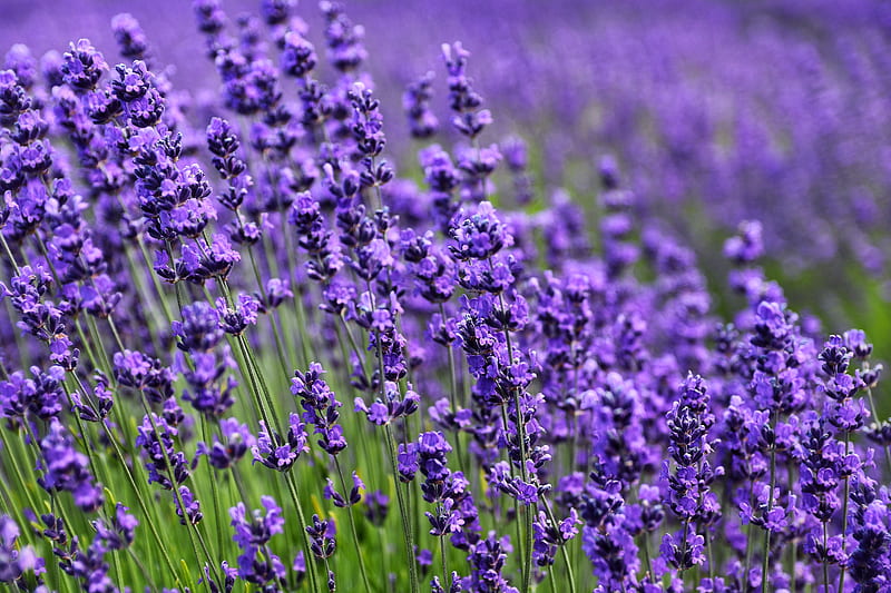 lavender, flower, purple, bloom, HD wallpaper