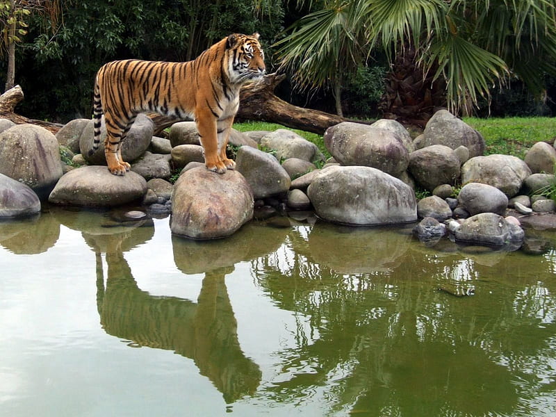 tiger reflection in water, water, tiger, reflection, cats, HD wallpaper