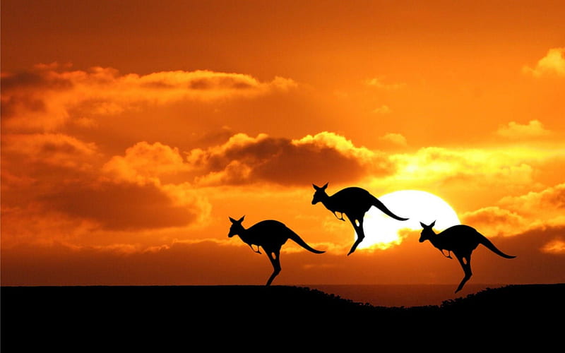 Australia/Kangaroo, Aussie, Black, Orange, Animal, Kangaroo, Australia, Sunset, HD wallpaper
