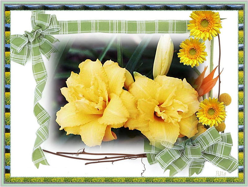 BIRTAY FLOWERS FOR BLANCHE-2012., yellow, flowers, bows, ribbon, HD wallpaper