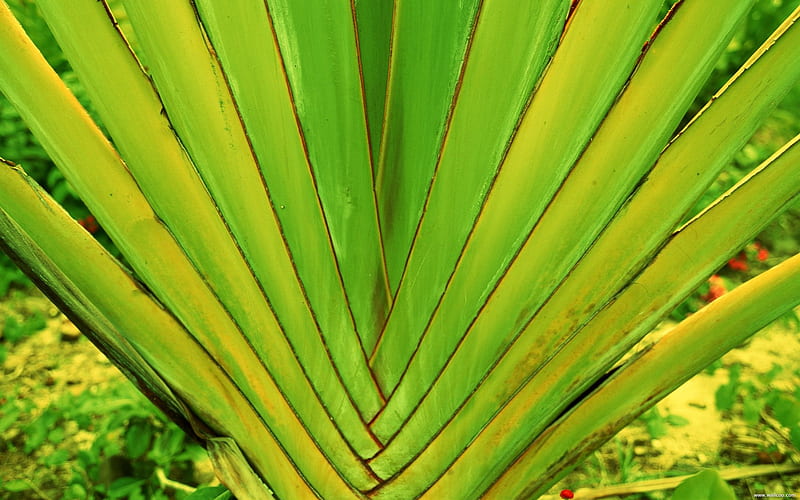 Tahiti tropical plants, HD wallpaper