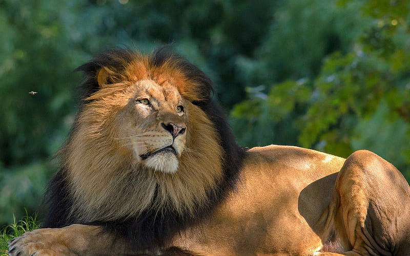 Long Live the King, Lion, Animal, Jungle, Regal, HD wallpaper | Peakpx