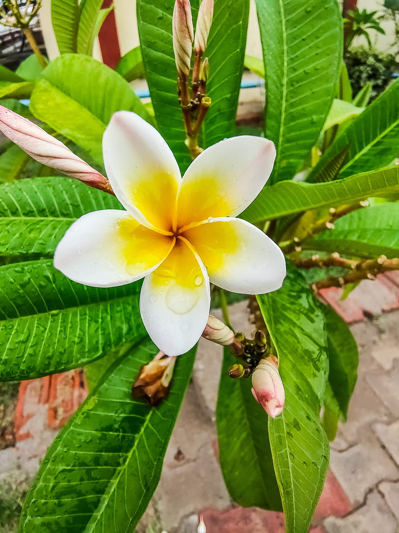 Flower, drop, rain, pink, green, white, plant, yellow, water, HD phone wallpaper