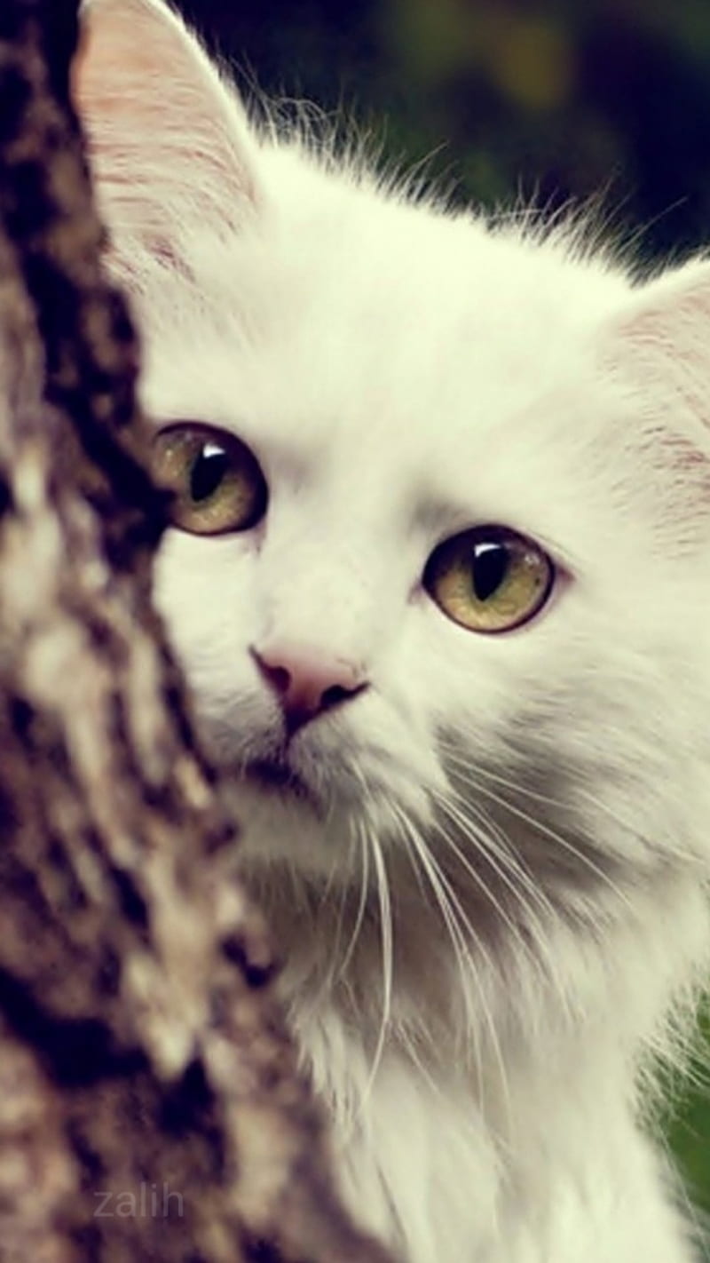 White Cat, cats, fear, kittens, little, HD phone wallpaper | Peakpx