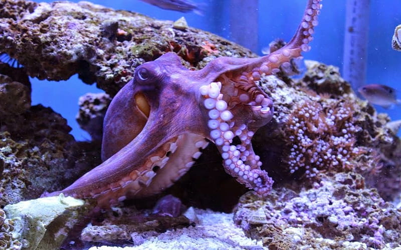 Purple Octopus, Purple, Coral, Underwater, Octopus, HD wallpaper
