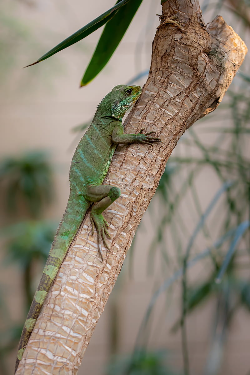 lizard, reptile, green, branch, HD phone wallpaper