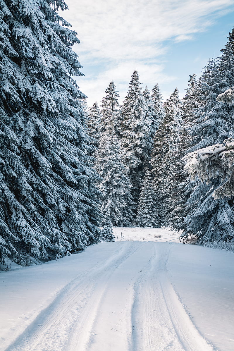 of Snow Field Near Trees, HD phone wallpaper