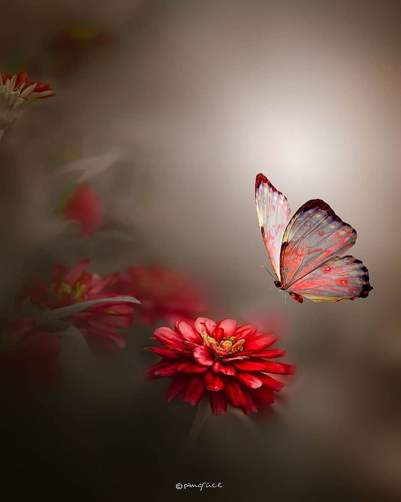 Butterfly, flower, forest, garden, mobile, nature, park, red, HD ...