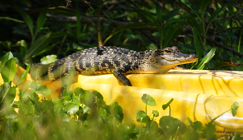 Chill Gator, crocodile, reptiles, snakes, eyes, frogs, frog, football, rex, chill, gator, HD wallpaper