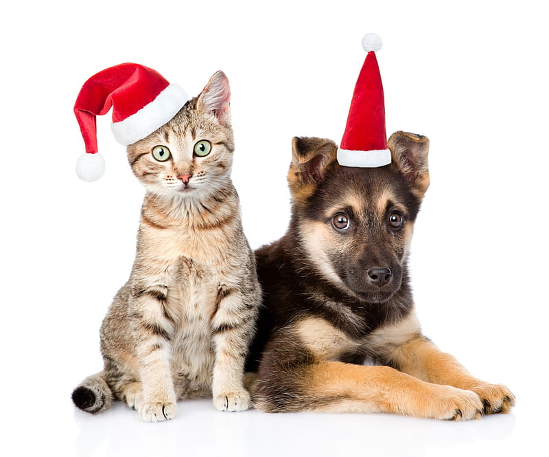 Merry Christmas!, red, craciun, christmas, cat, animal, hat, santa ...